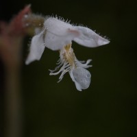 <i>Anoectochilus elatus</i>  Lindl.